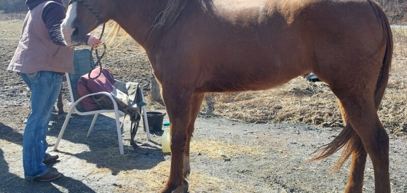 Companion Horse