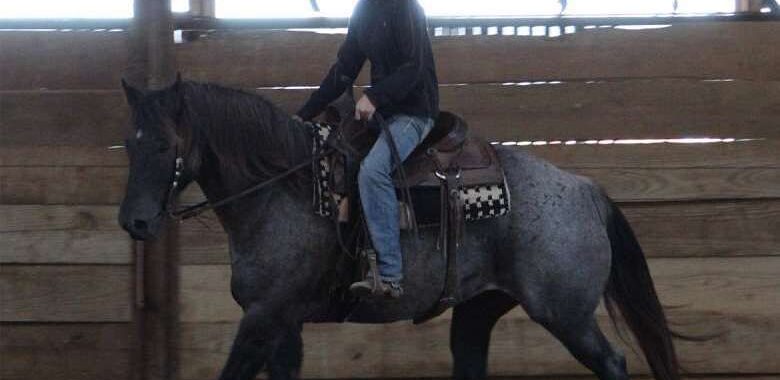 True Blue Roan, 9 year old, Draft Crossbred gelding