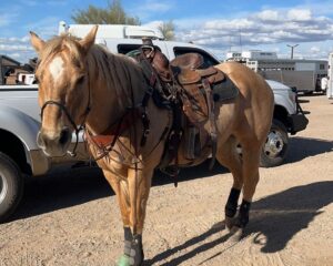 Howdy-saddled