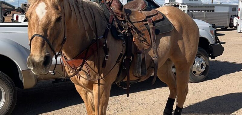 Howdy-saddled