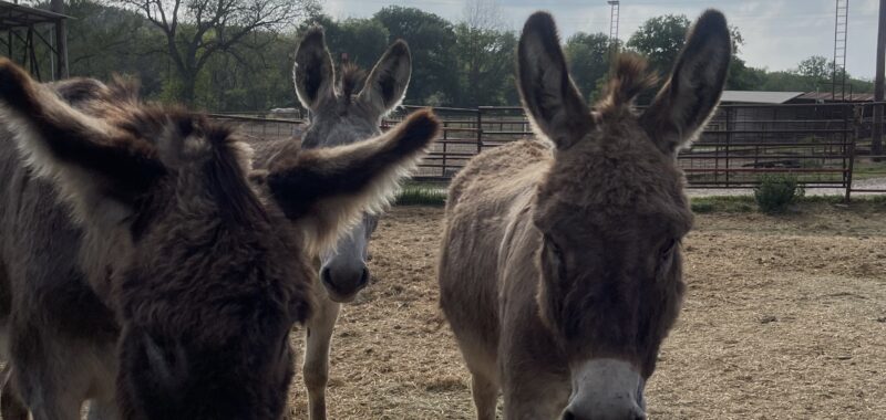 Two Donkey boys best buddies