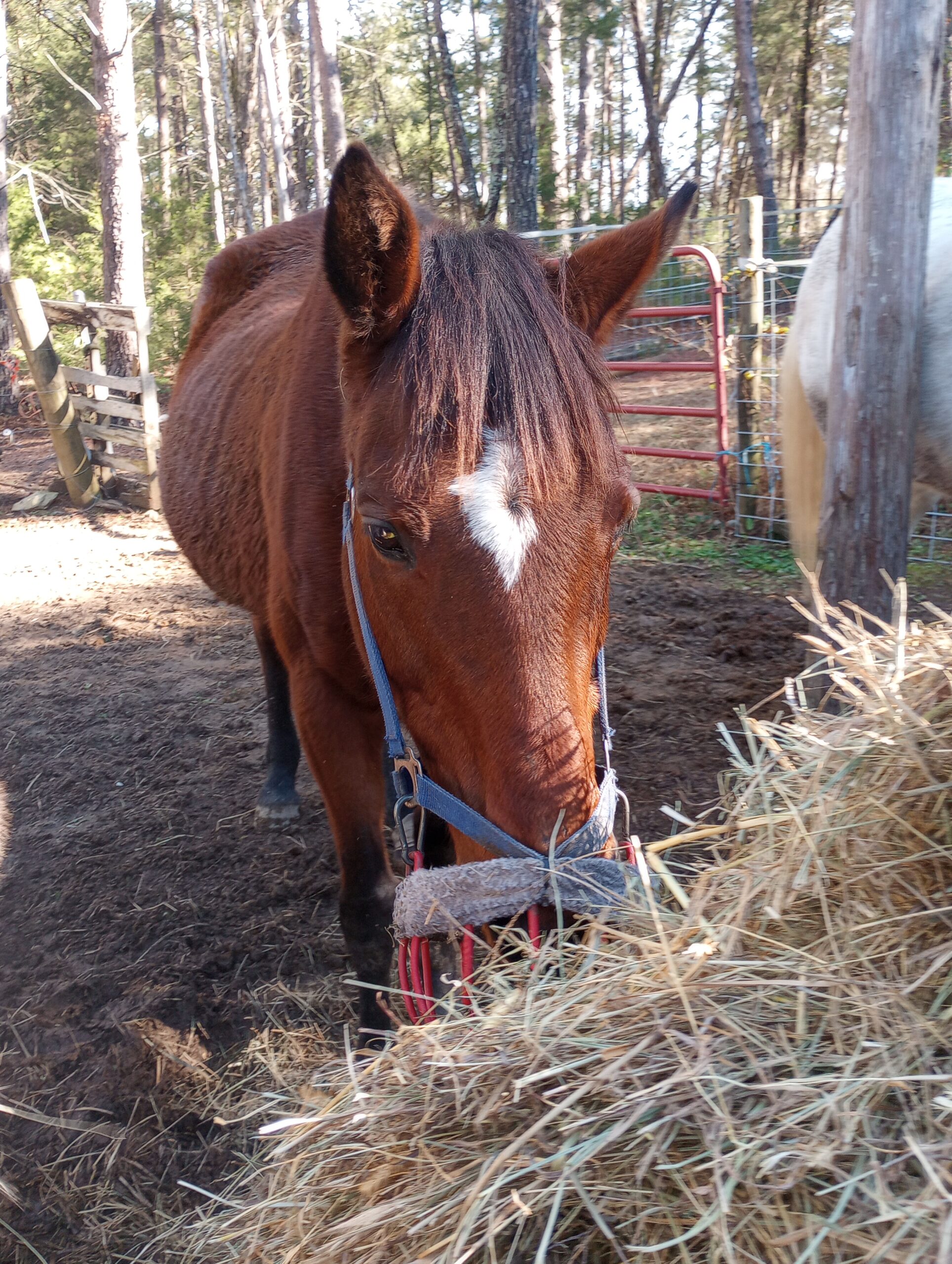 nice TB mare