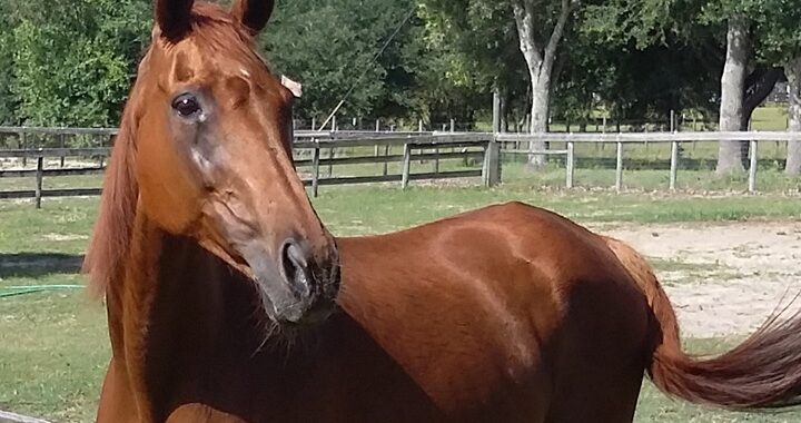 Lovely Thoroughbred Mare
