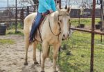 Bondie – 22 year old, QH available for adoption