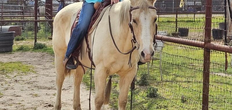 Bondie – 22 year old, QH available for adoption