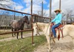 Bondie – 22 year old, QH available for adoption