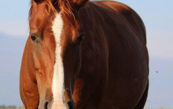 Reba
