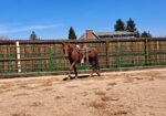 Link – BLM Mustang