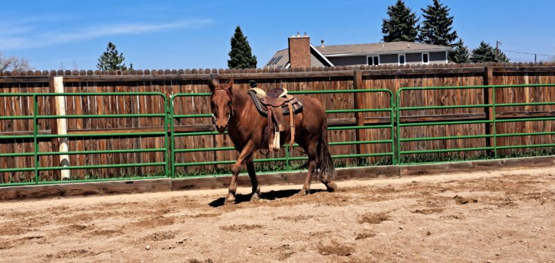 Link – BLM Mustang