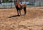 Link – BLM Mustang