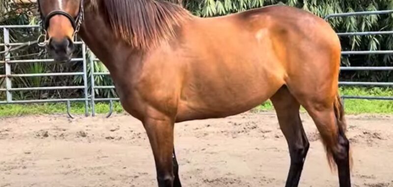 5yo Thoroughbred Mare