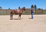 Link – BLM Mustang