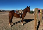 Link – BLM Mustang