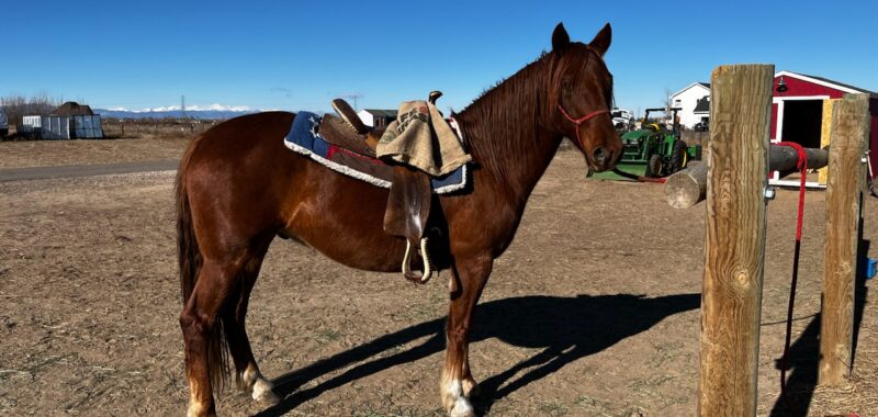 Link – BLM Mustang