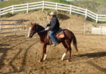 Friendly Thoroughbred Gelding