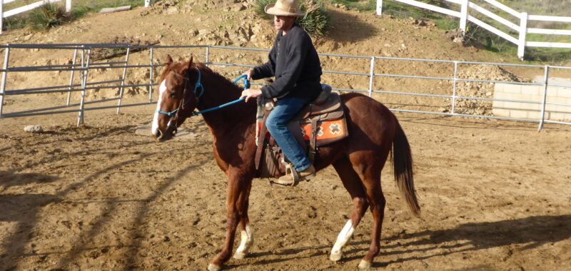Friendly Thoroughbred Gelding
