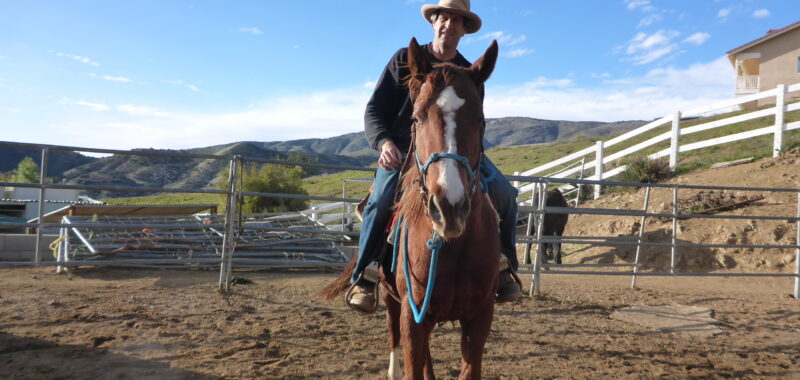 Friendly Thoroughbred Gelding