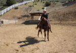 Friendly Thoroughbred Gelding