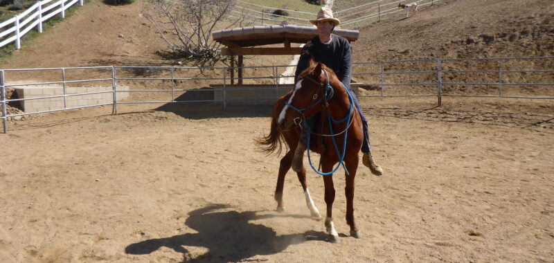 Friendly Thoroughbred Gelding