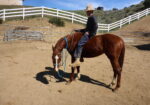 Friendly Thoroughbred Gelding