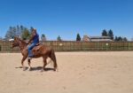 Link – BLM Mustang
