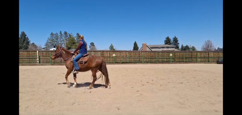 Link – BLM Mustang