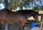 Lovely Mare