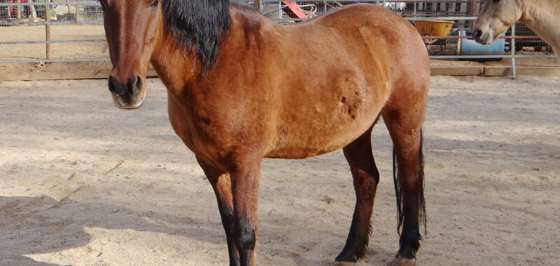 ALLIE Mare/Brown Dun/Mustang-Companion NonRiding
