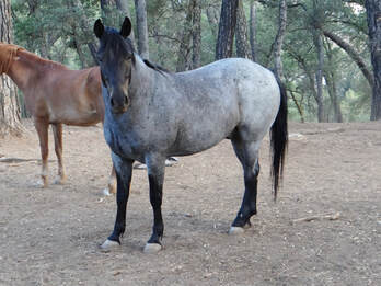 BLUE Gelding/Blue Roan/Mustang-Companion NonRiding