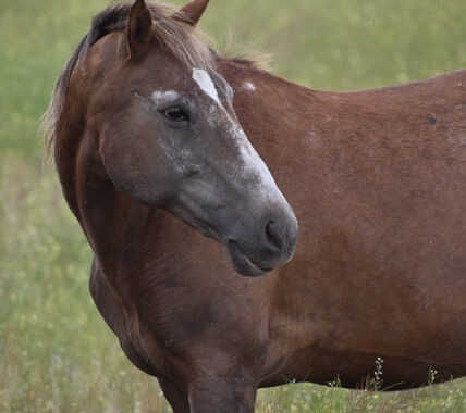 BONNIE Mare/Sorrel/Mustang-Companion NonRiding