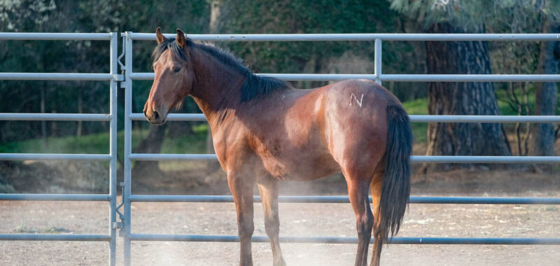JACKSON Gelding/Bay/Mustang-Project/Ready to Train