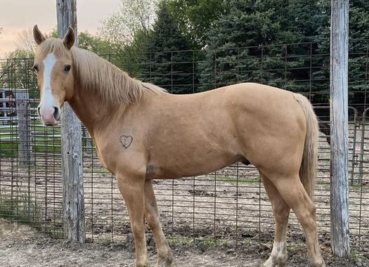 Sovereign – ATFO 2025 Diamond Division