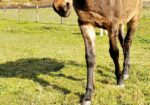 Pippa – Mule for Adoption