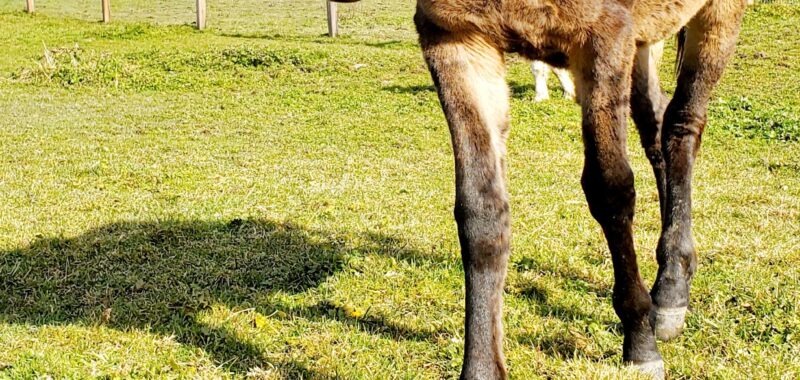 Pippa – Mule for Adoption
