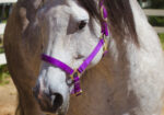 8 Year Old Pasture Pet (with limited riding possibilities)