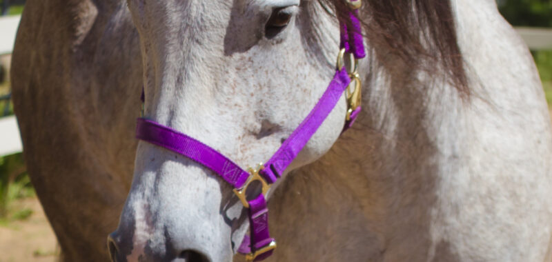 8 Year Old Pasture Pet (with limited riding possibilities)