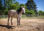 8 Year Old Pasture Pet (with limited riding possibilities)