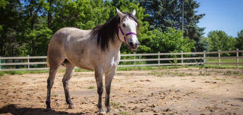 8 Year Old Pasture Pet (with limited riding possibilities)