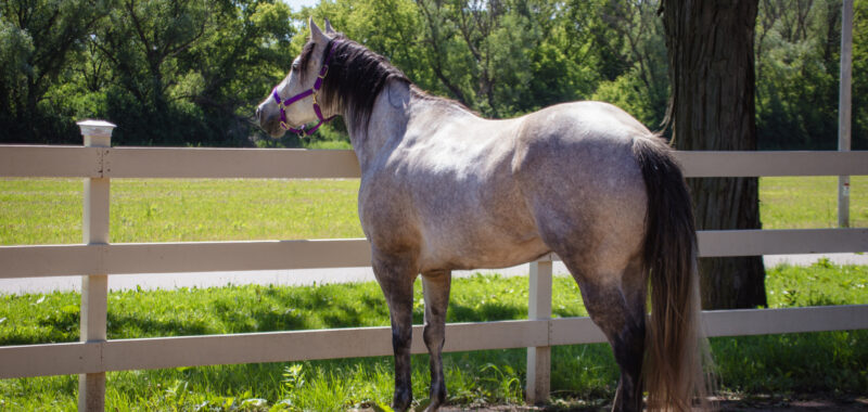 8 Year Old Pasture Pet (with limited riding possibilities)
