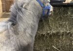 Falabella Miniature Few Spot