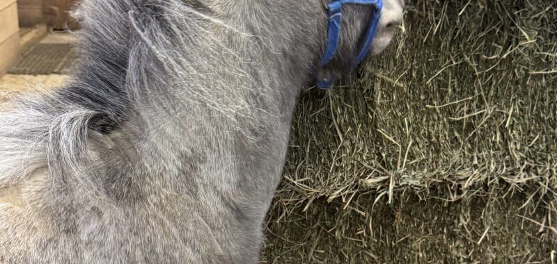 Falabella Miniature Few Spot