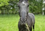 6 Year Old Mare, Dressage prospect
