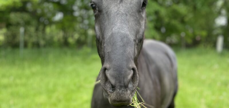 6 Year Old Mare, Dressage prospect