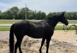 6 Year Old Mare, Dressage prospect