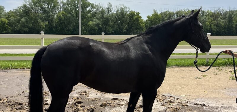 6 Year Old Mare, Dressage prospect