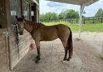 Kalani – rehabbing