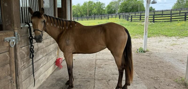 Kalani – rehabbing