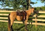 Kalani – rehabbing