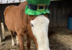 You Won’t Stop Laughing with Louie – Companion Only