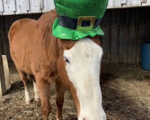 Louie-with-St.-Pat-hat